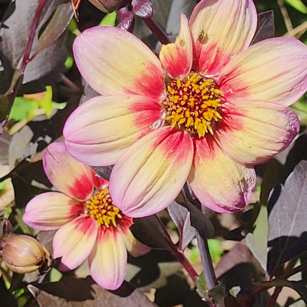 hezzair.bsky.social's profile picture