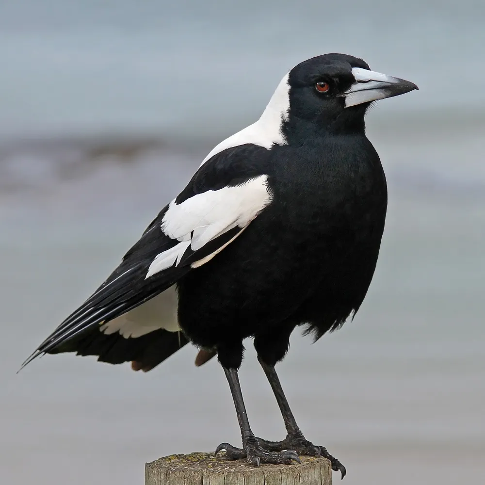 labrooy61.bsky.social's profile picture