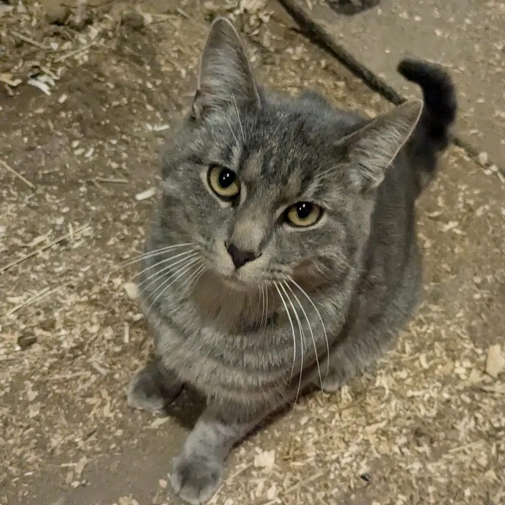 dqscribbler.bsky.social's profile picture