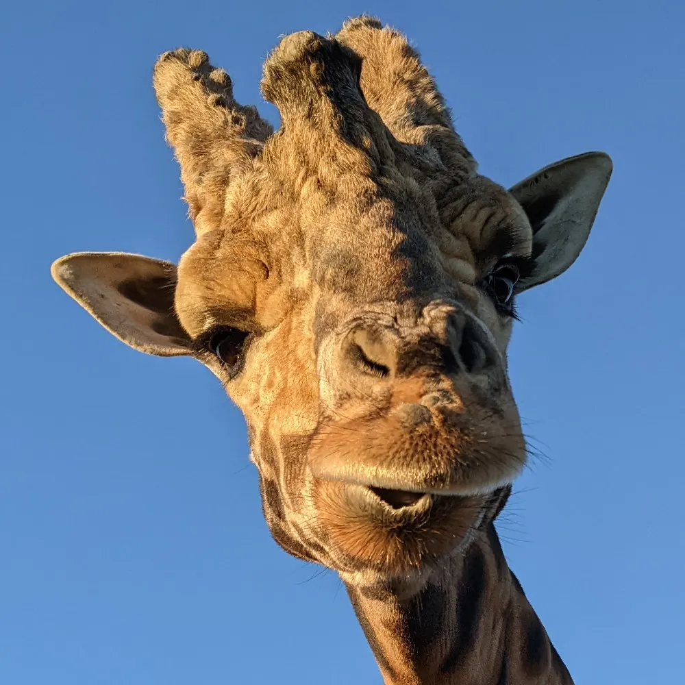 axelhoyle.bsky.social's profile picture