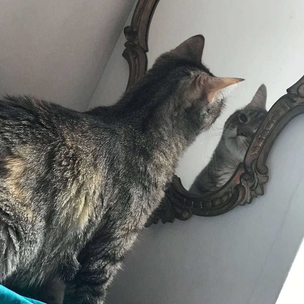 tamarz.bsky.social's profile picture