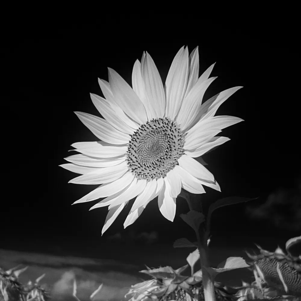 my-liquid-head.bsky.social's profile picture