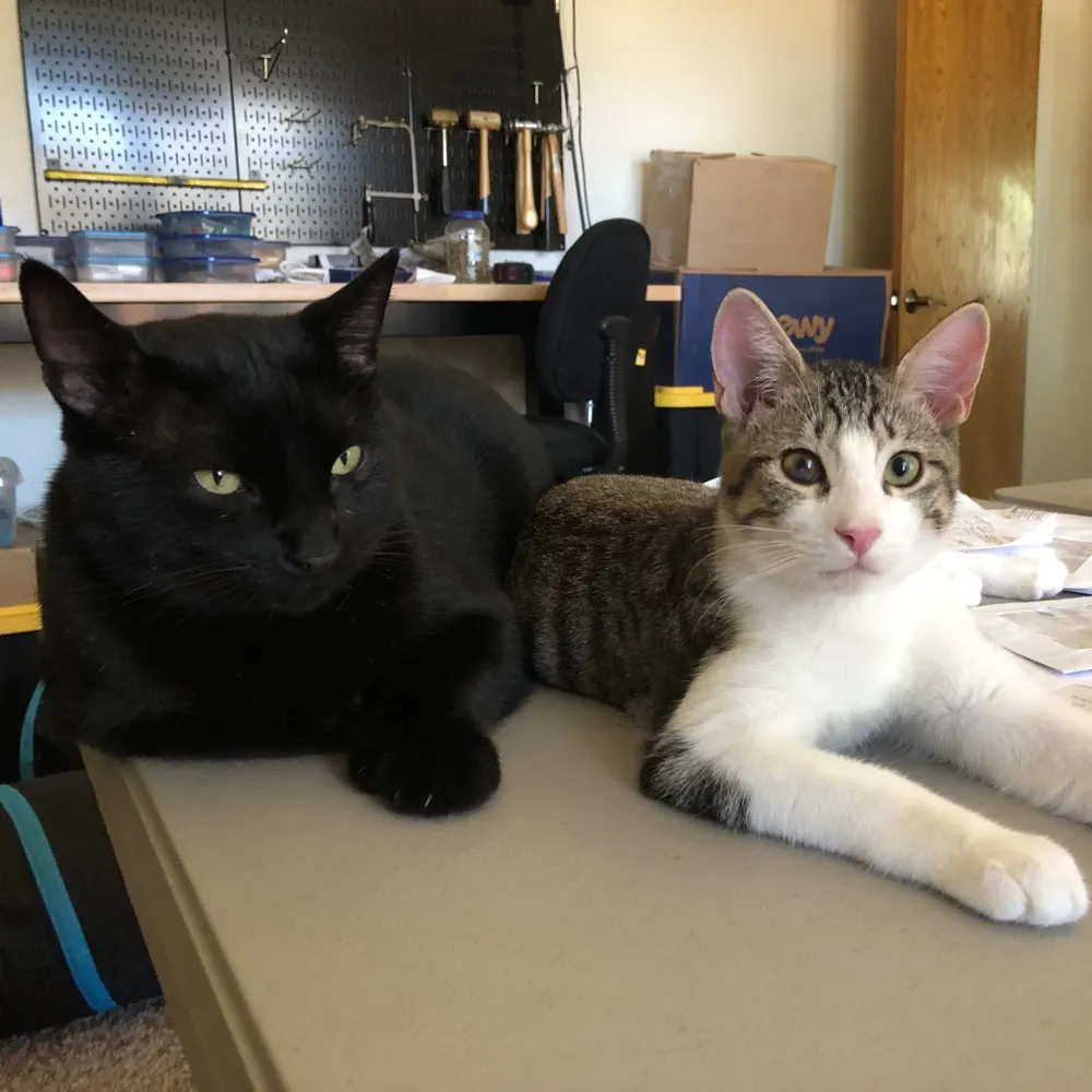 lukaandjoey.bsky.social's profile picture