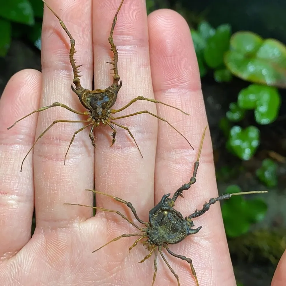 paperwhalefly.bsky.social's profile picture