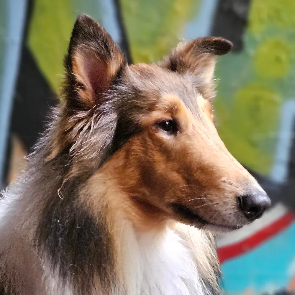 summerjackel.bsky.social's profile picture