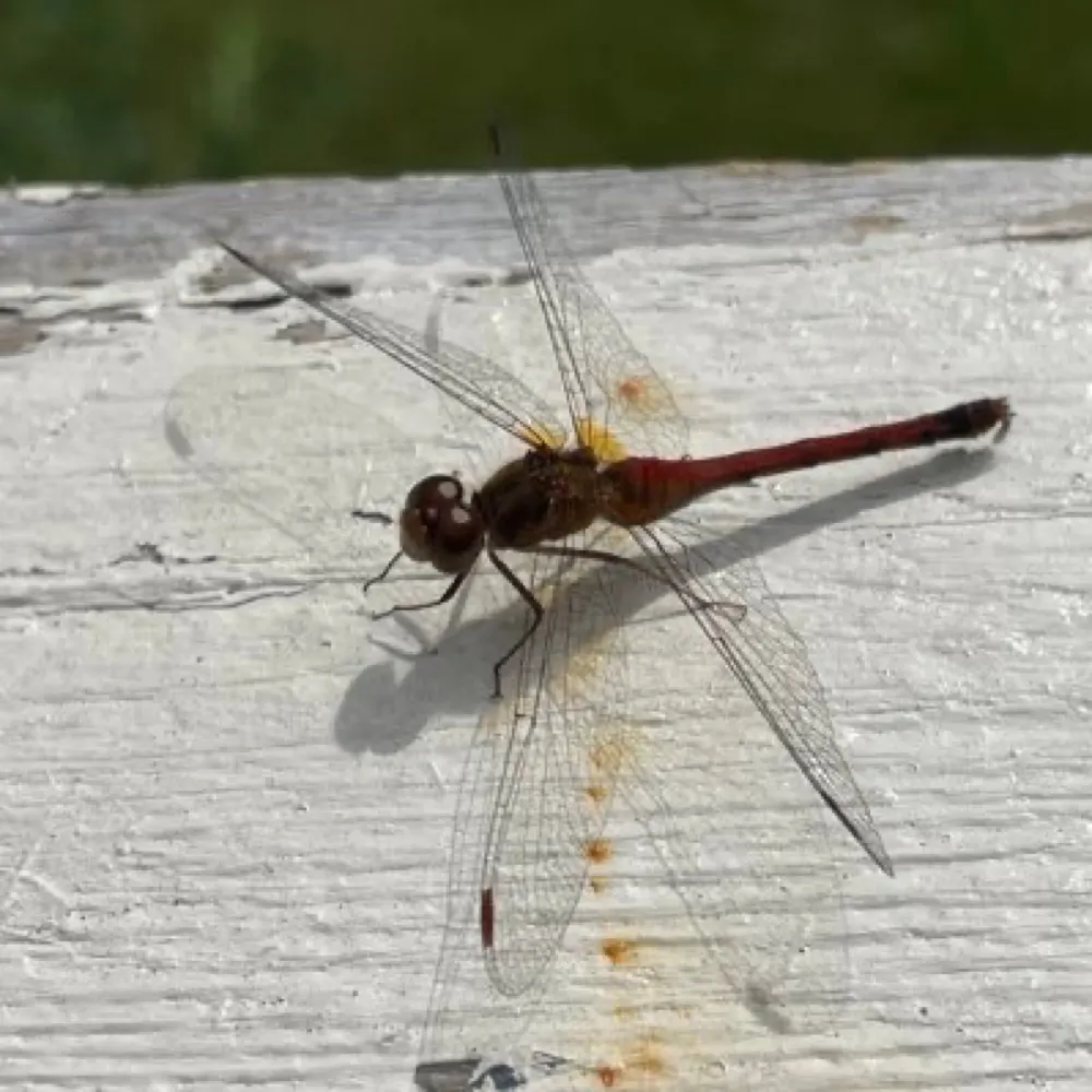 janeofvictory.bsky.social's profile picture