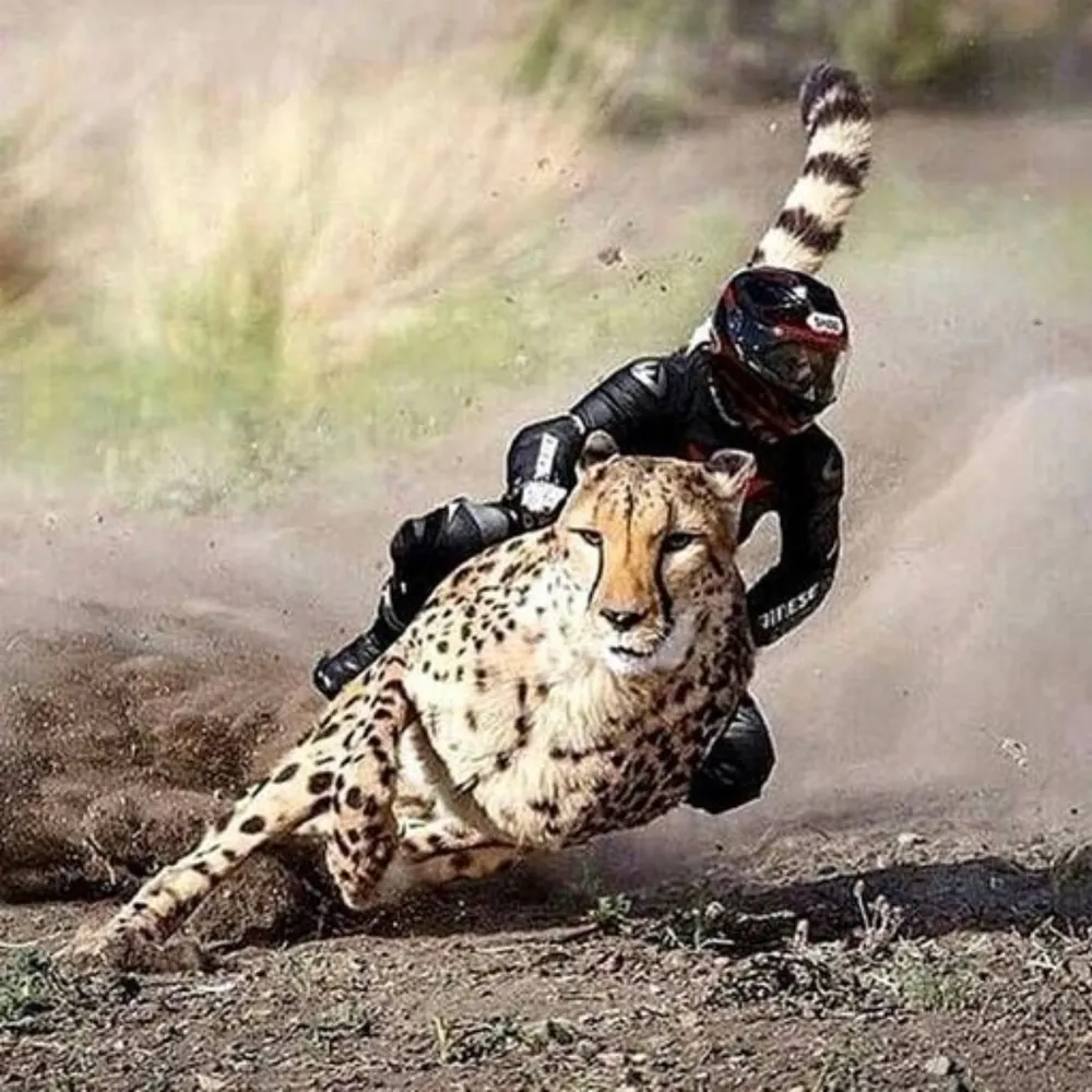 dngrs.bsky.social's profile picture