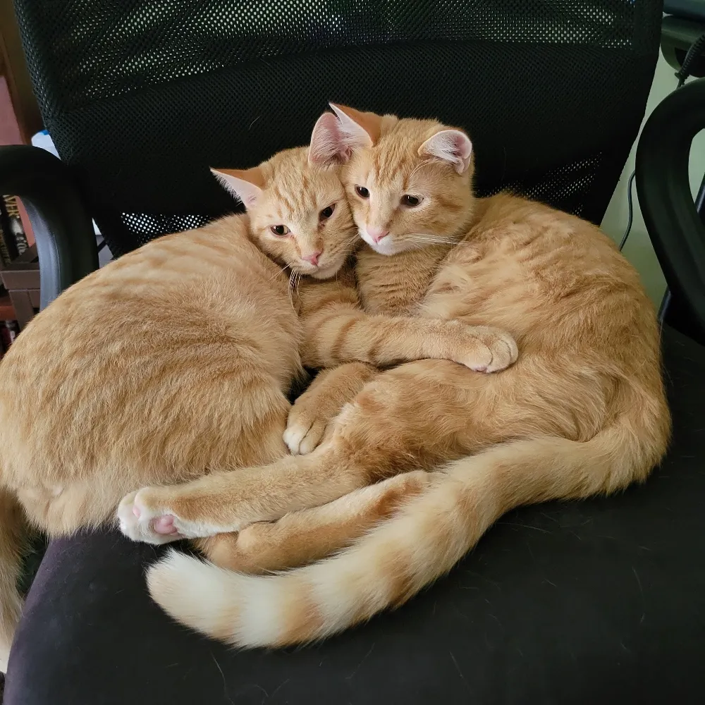 heartlesscreatures.bsky.social's profile picture