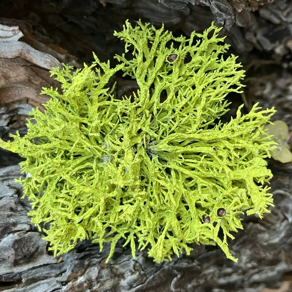 alice6890644.bsky.social's profile picture