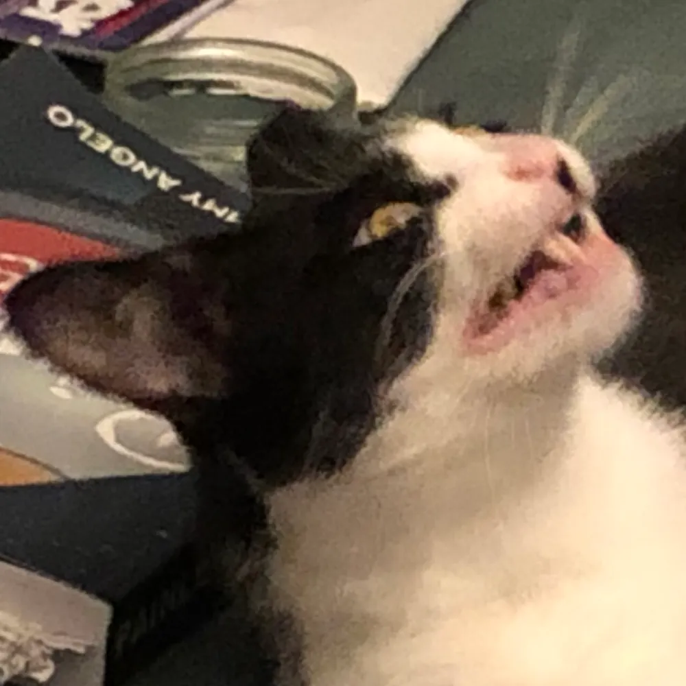 scarlet93.bsky.social's profile picture