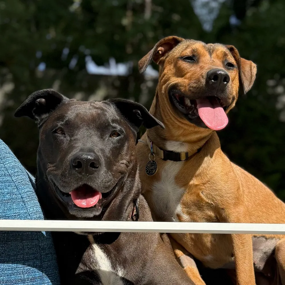 elelegante101.bsky.social's profile picture