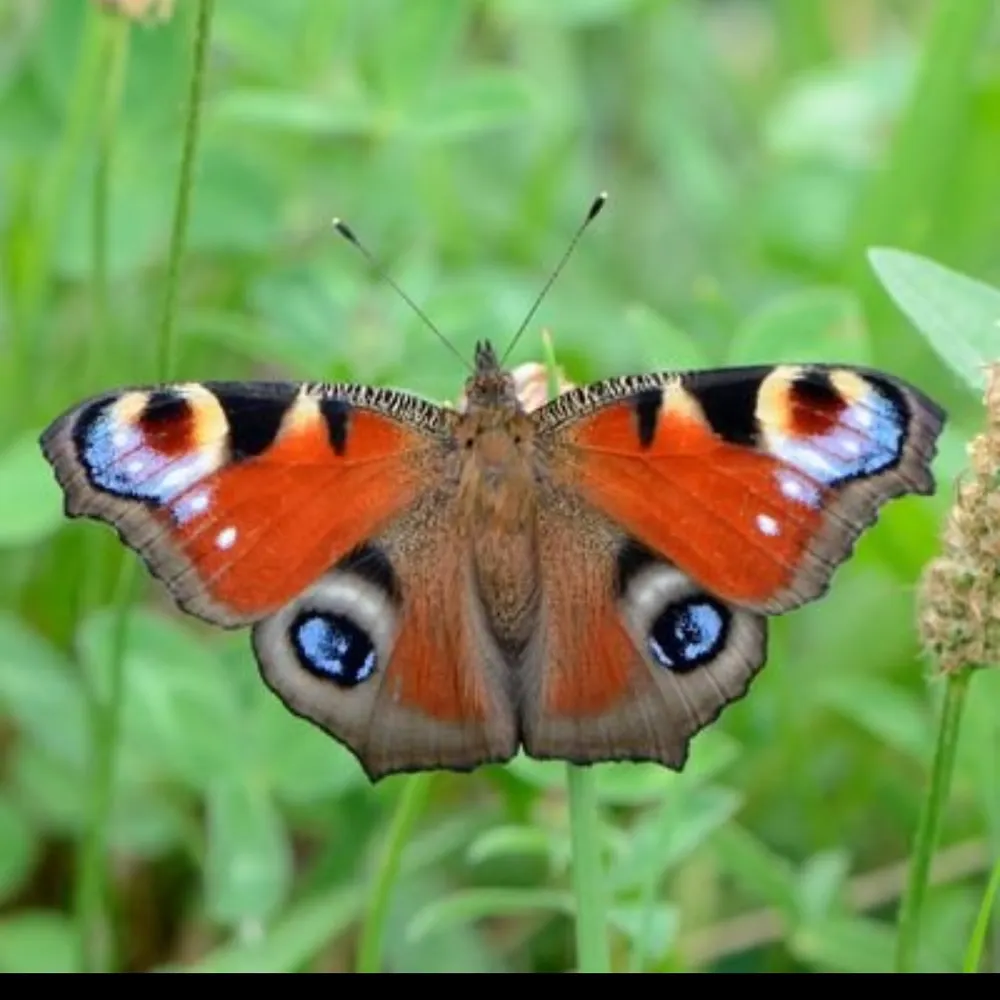 oelsparer.bsky.social's profile picture