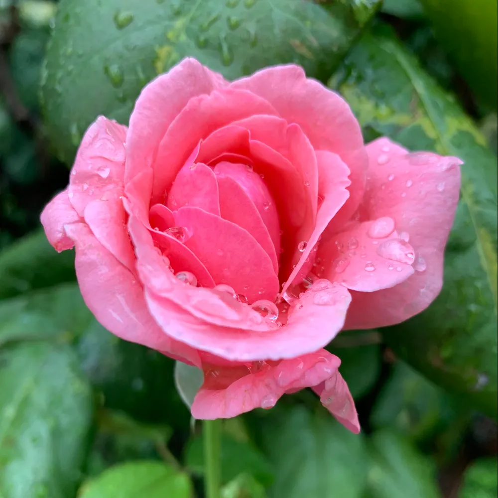 suzannefitz.bsky.social's profile picture