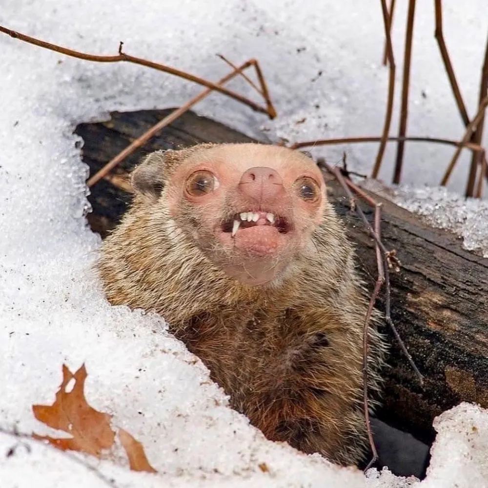 buddh-lite.bsky.social's profile picture