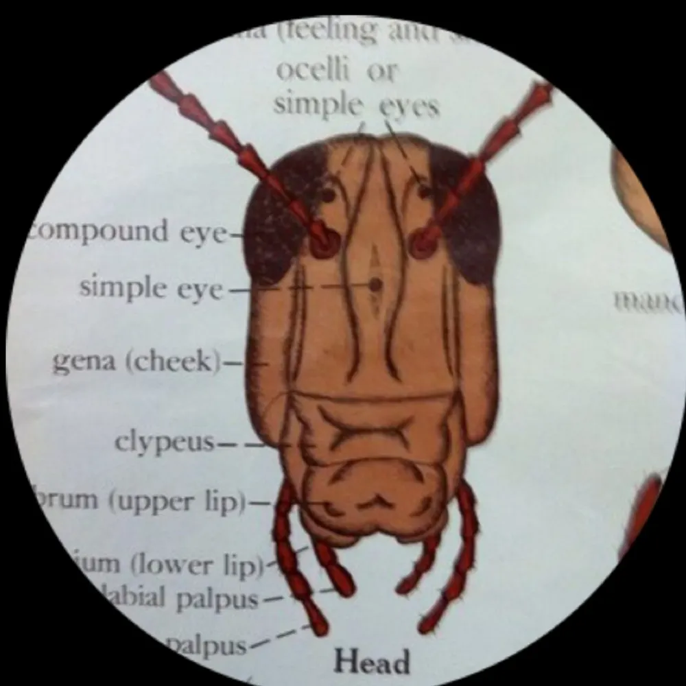 ellocust.bsky.social's profile picture