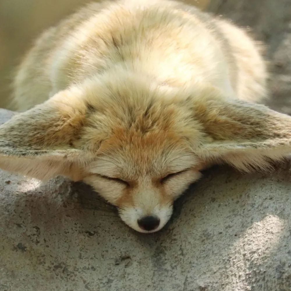 dryfennec.bsky.social's profile picture