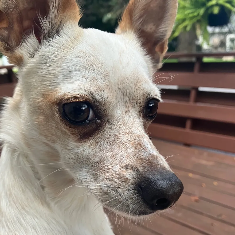 tomlafr.bsky.social's profile picture