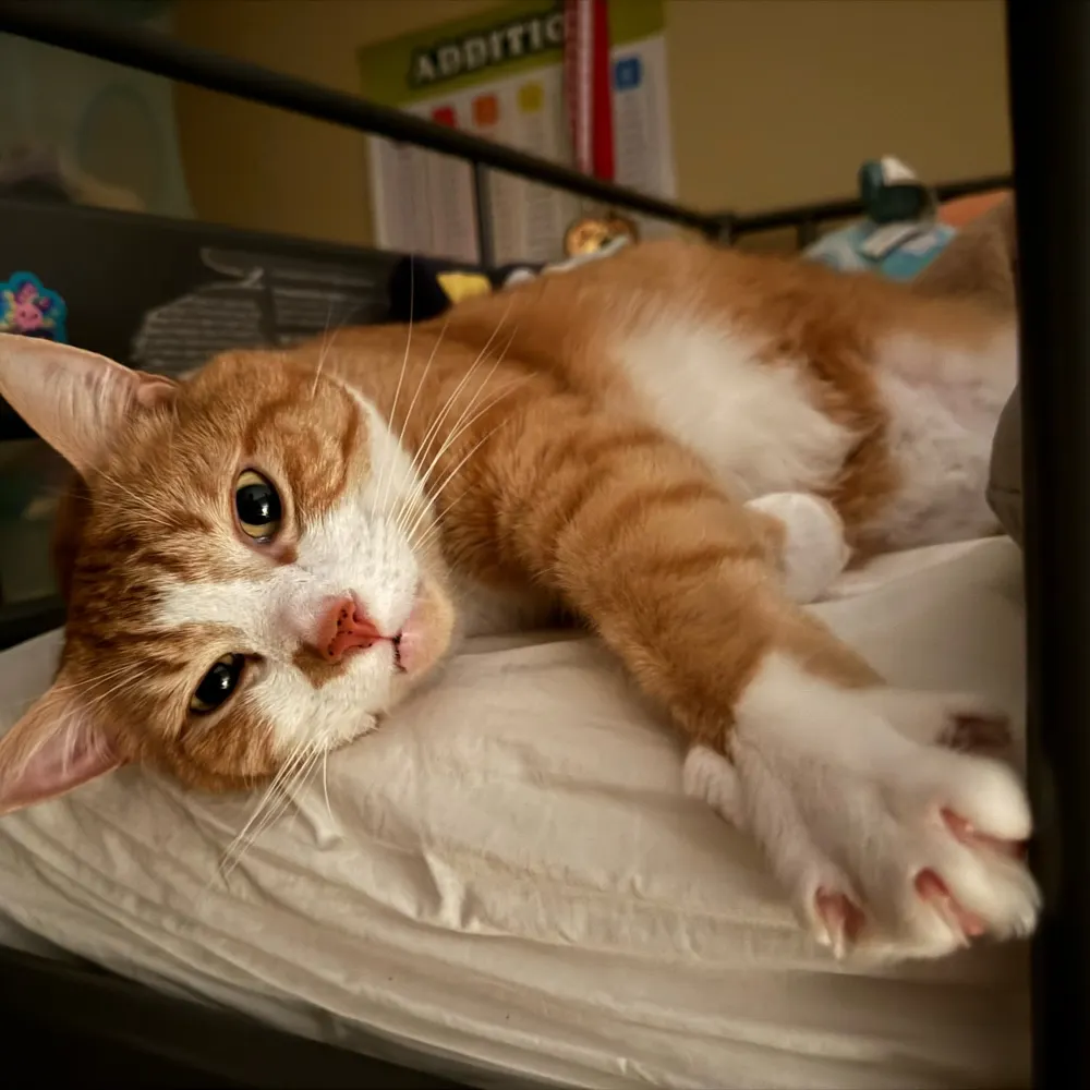 priznat.bsky.social's profile picture