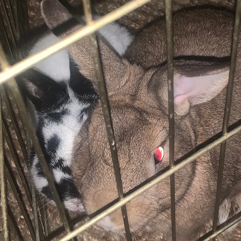 joea64.bsky.social's profile picture