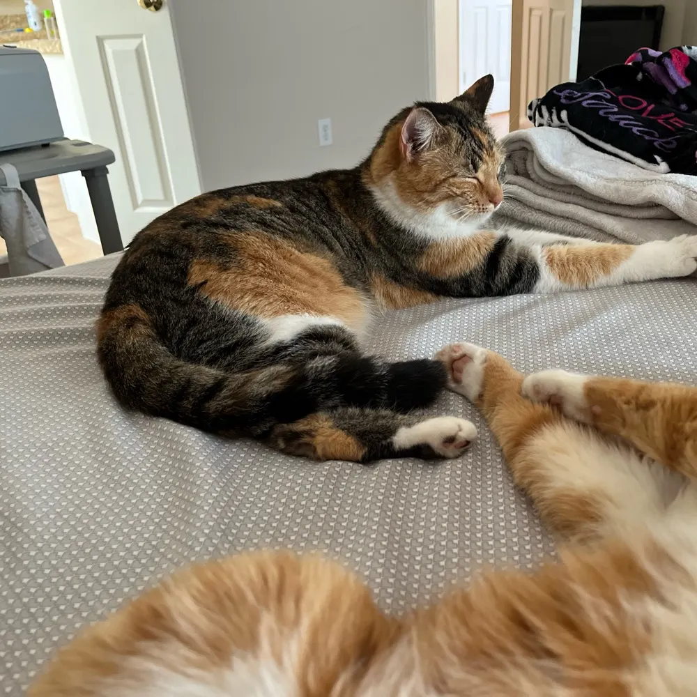 lost-in-limbo.bsky.social's profile picture