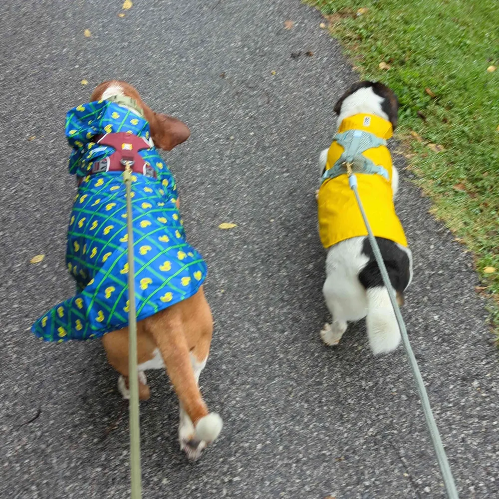 drbeeper.bsky.social's profile picture