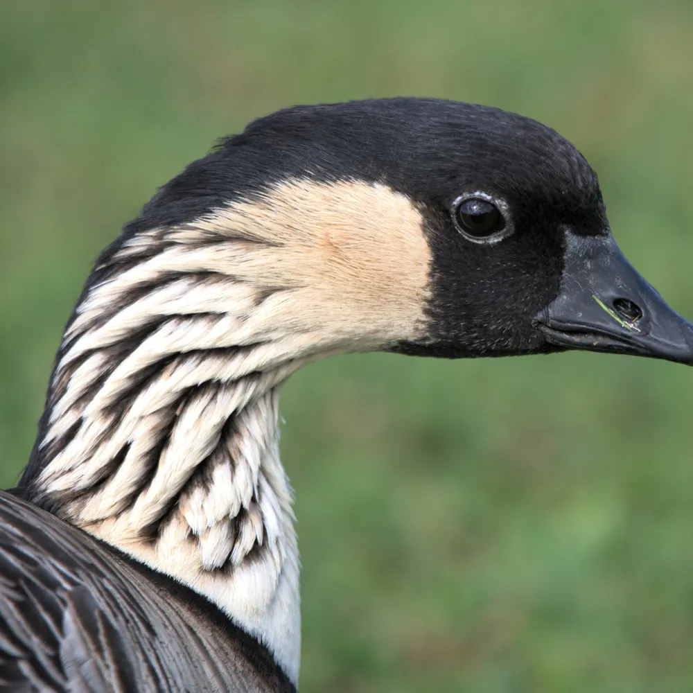 david.williamsons.net's profile picture