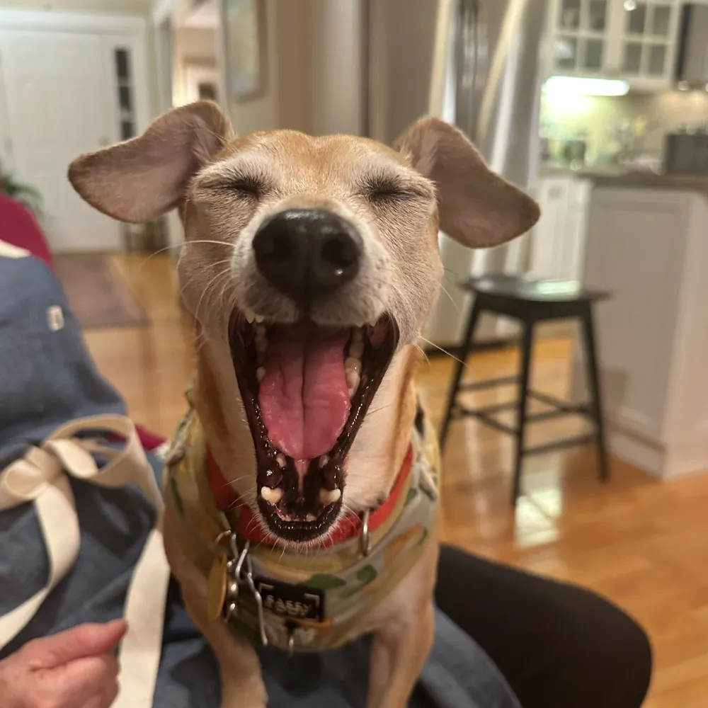 seekthejoybaby.bsky.social's profile picture