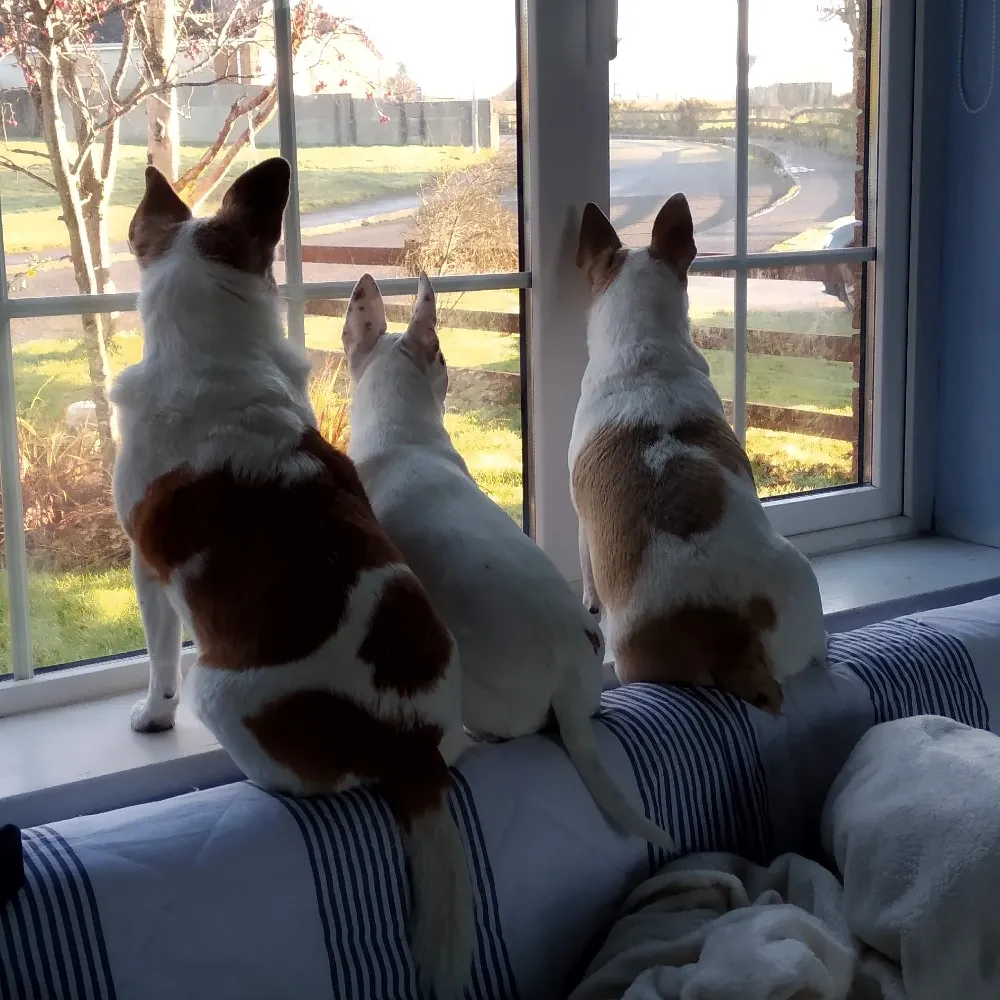 tinamur.bsky.social's profile picture