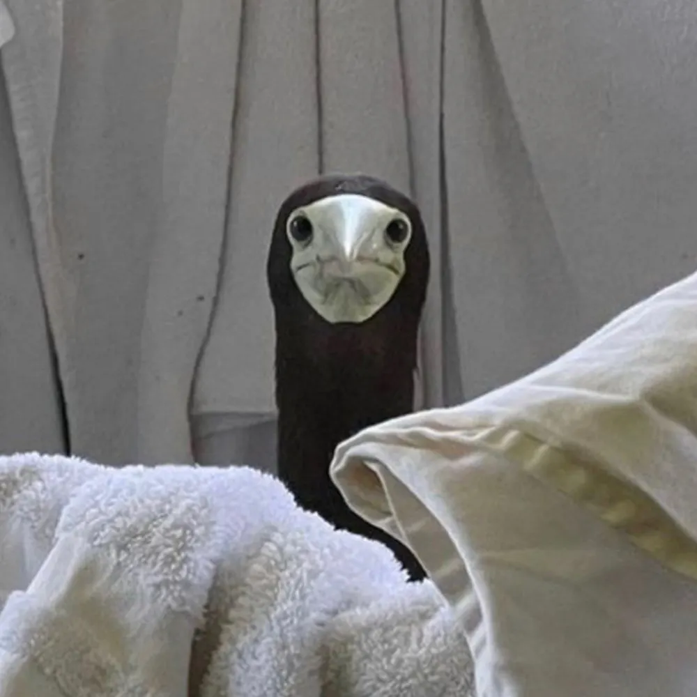 fabjx.bsky.social's profile picture