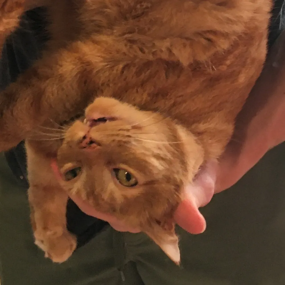 mylocat.bsky.social's profile picture