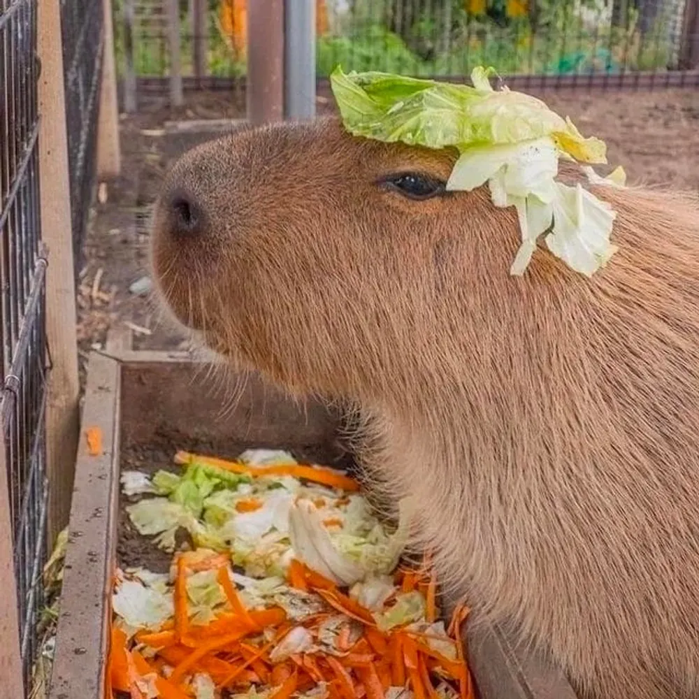 jamescobo.bsky.social's profile picture