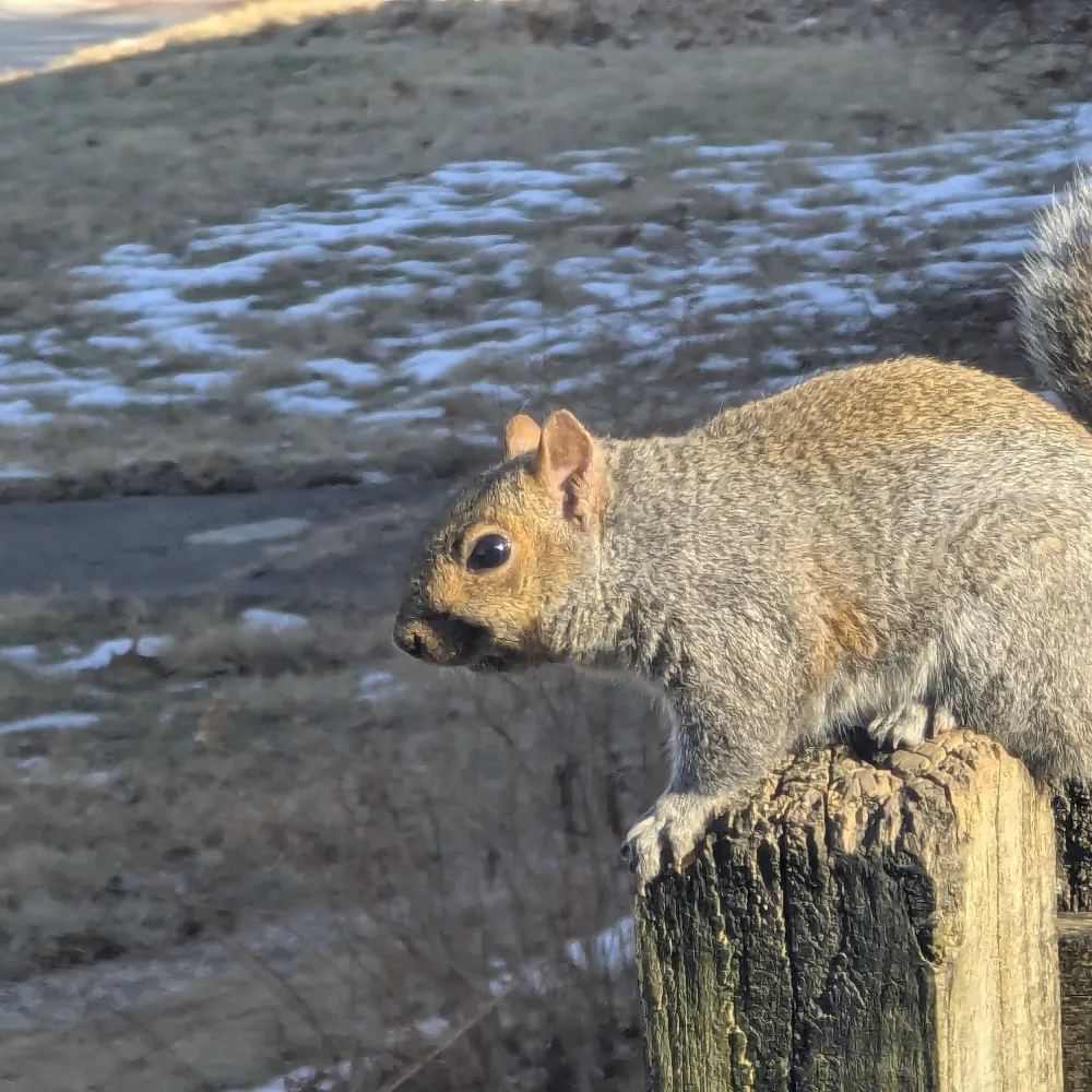 thurstonsam.bsky.social's profile picture