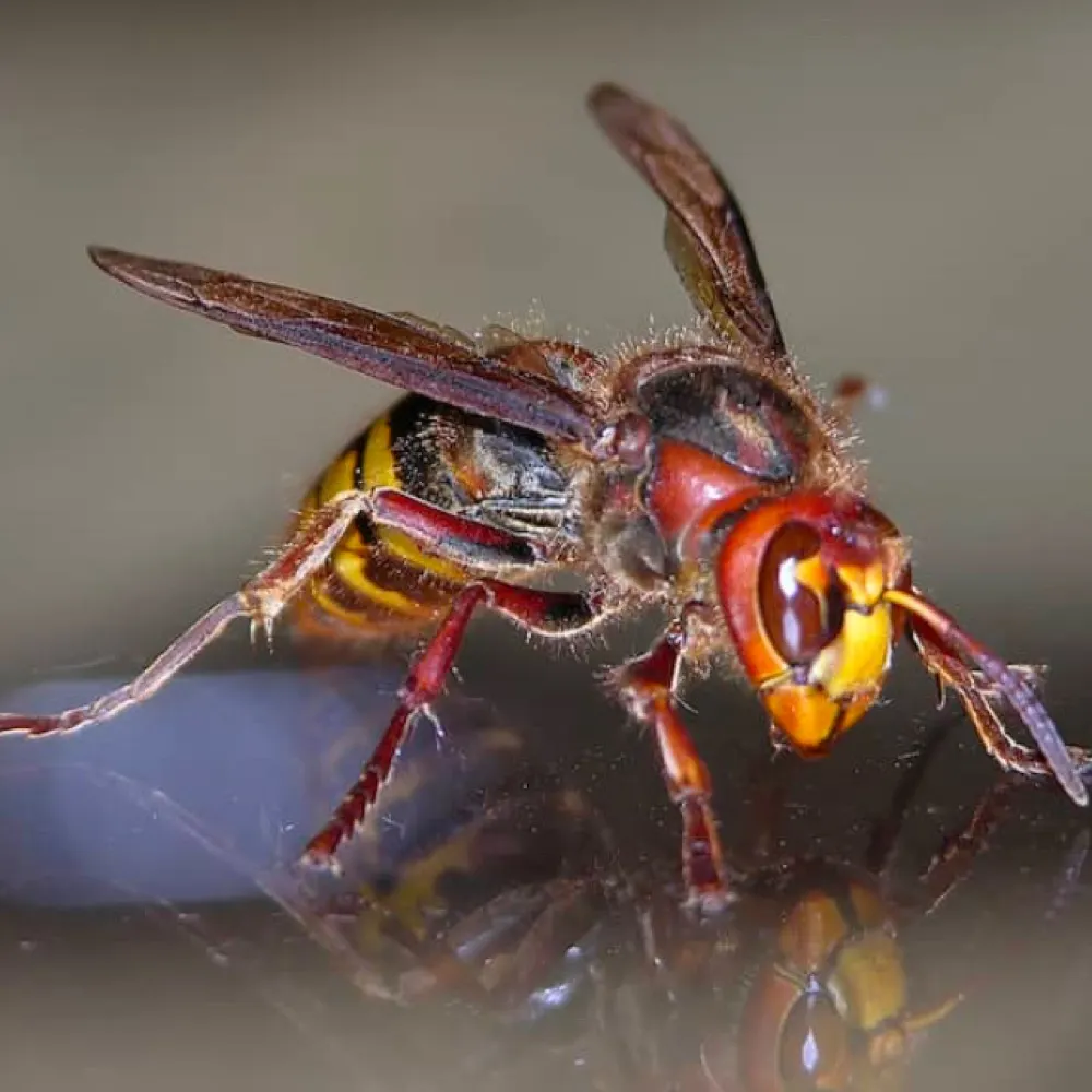 doebeekeet.bsky.social's profile picture