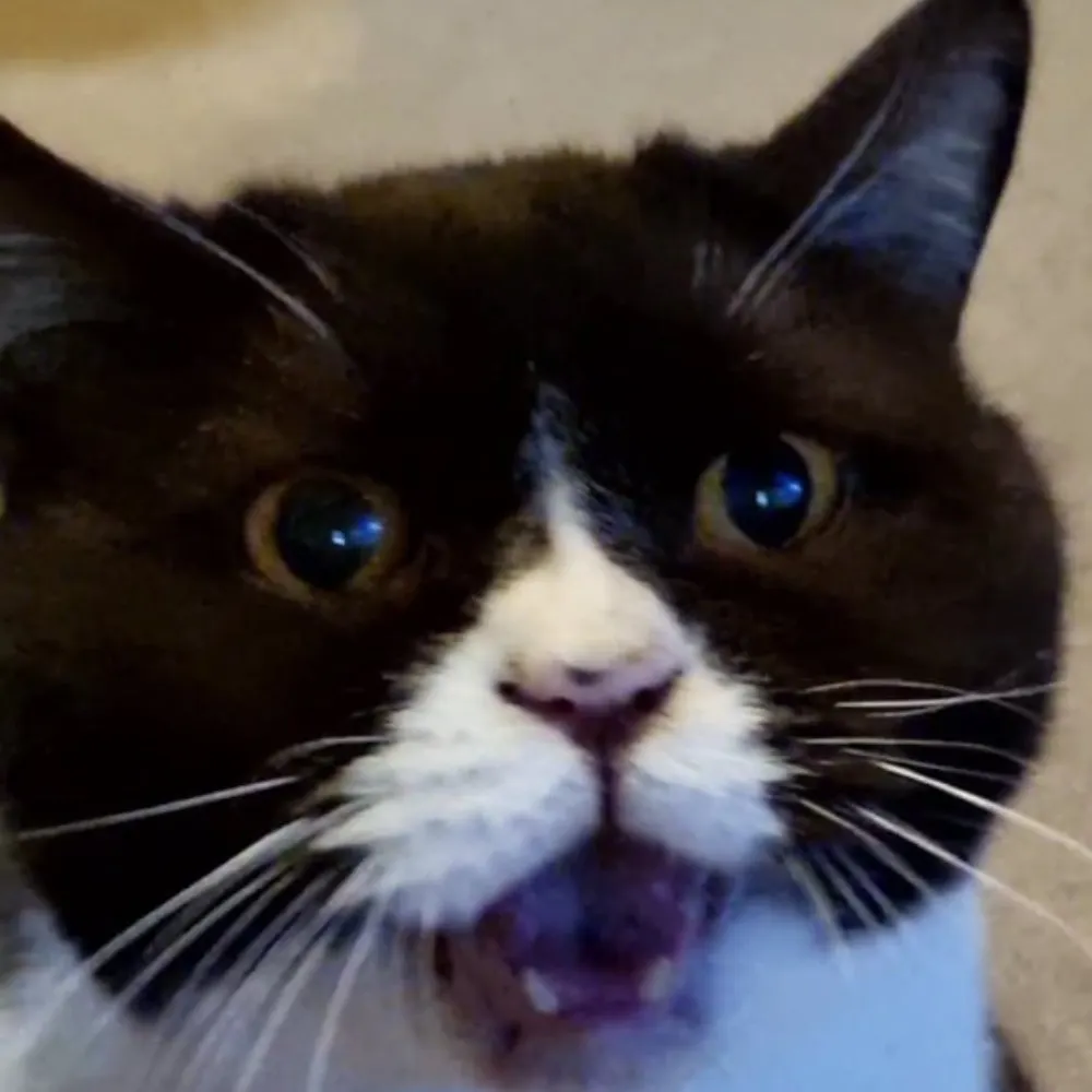 thundermouser.bsky.social's profile picture