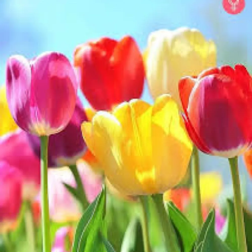 democracysos.bsky.social's profile picture