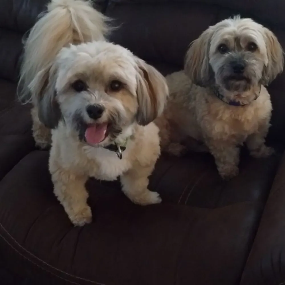 docmurphydog.bsky.social's profile picture