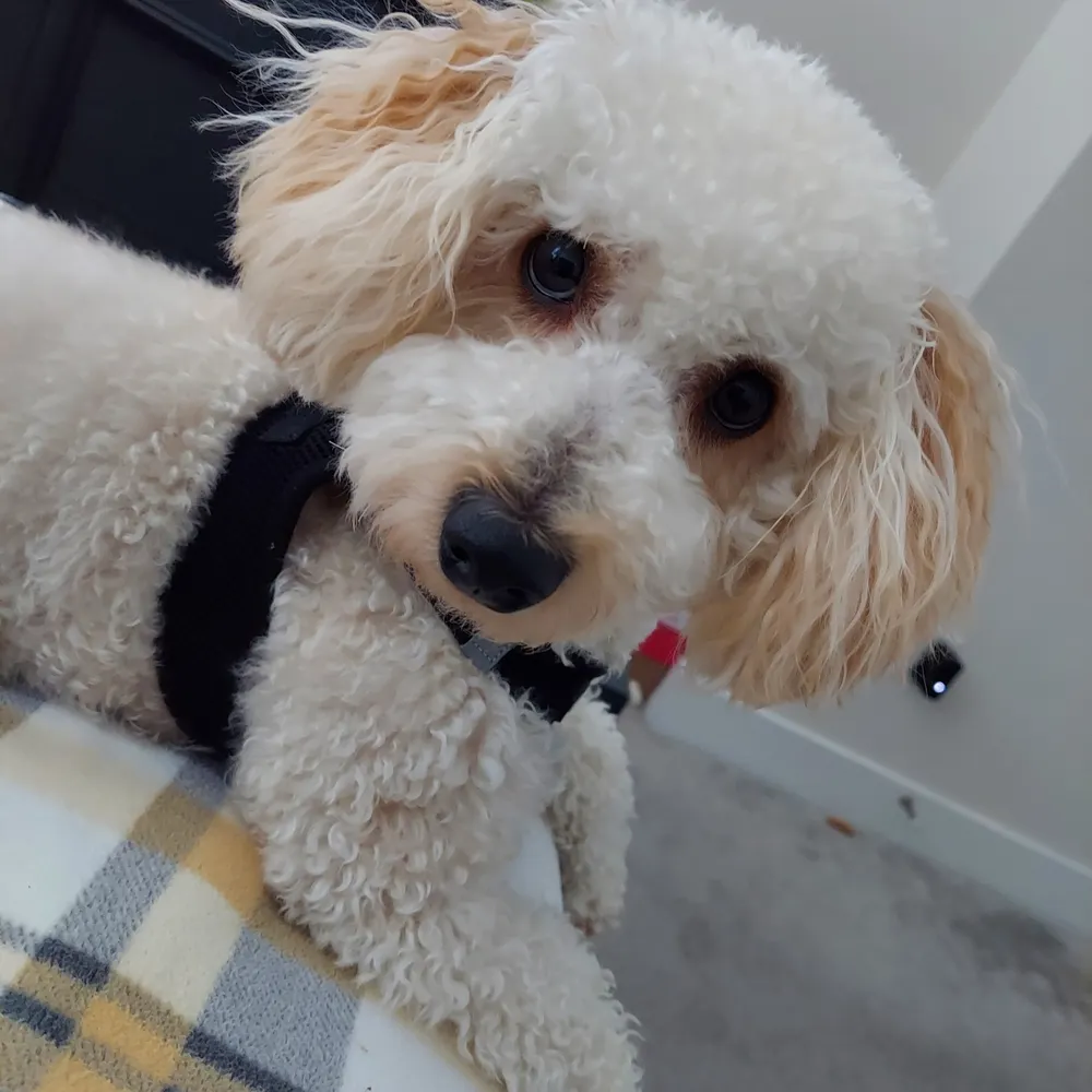 glowsonlychild.bsky.social's profile picture