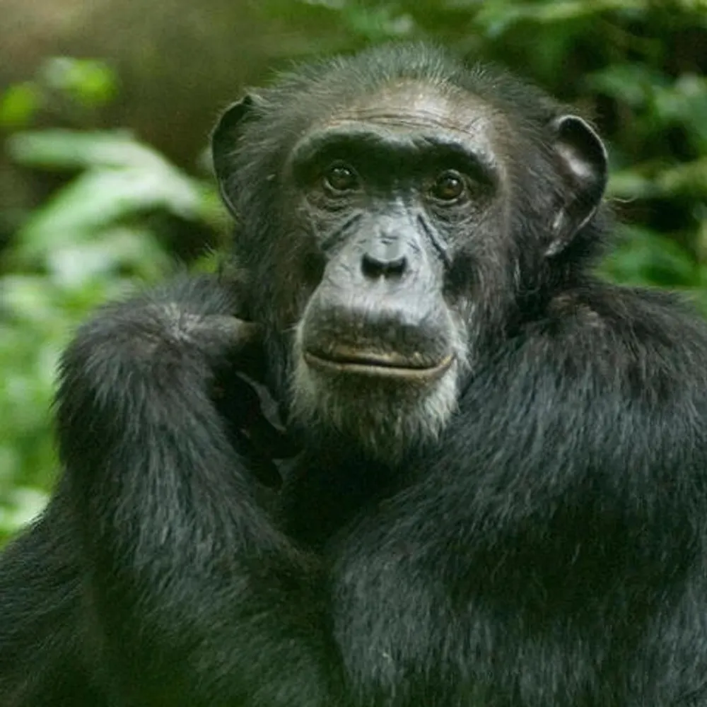 enby4satan.bsky.social's profile picture