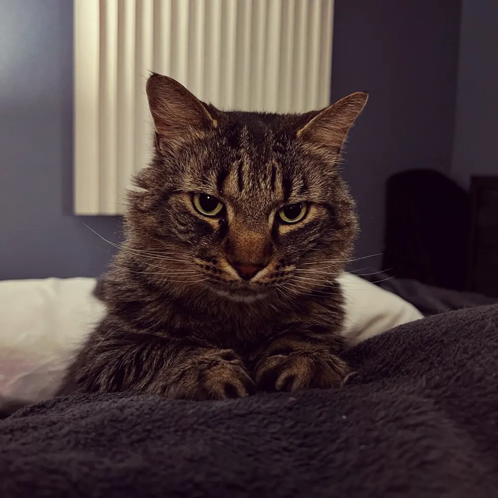 anizev.bsky.social's profile picture