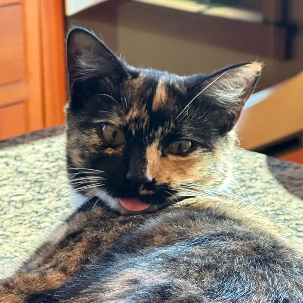 isaactherebel.bsky.social's profile picture