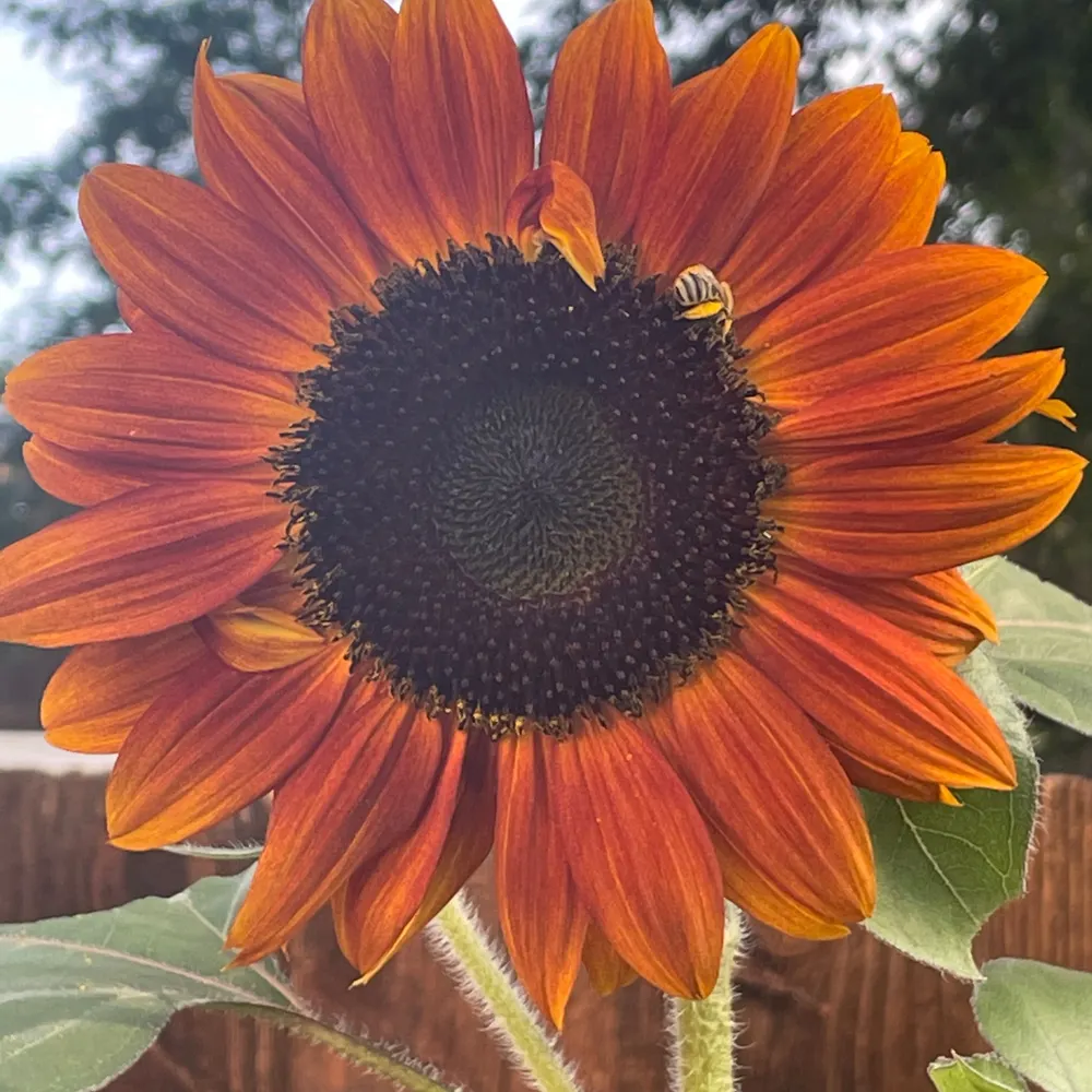 wiscokid1972.bsky.social's profile picture