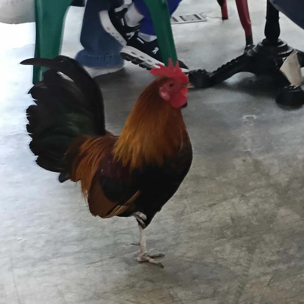 tonytaint.bsky.social's profile picture