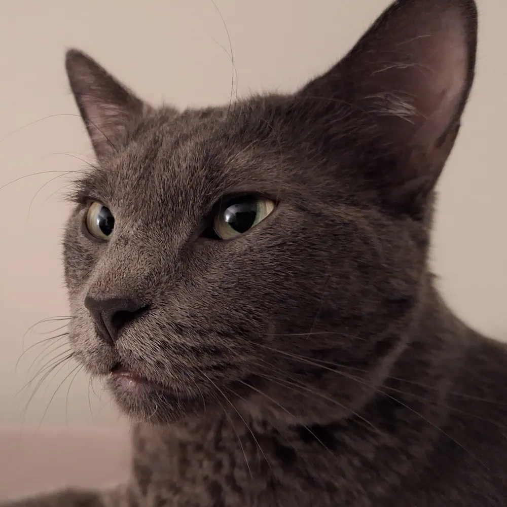 fauxpinky.bsky.social's profile picture