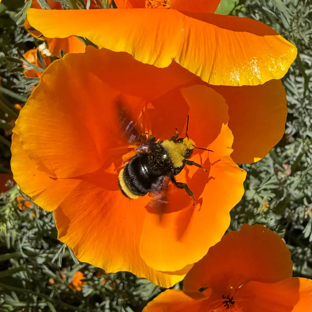 lhaktong.bsky.social's profile picture