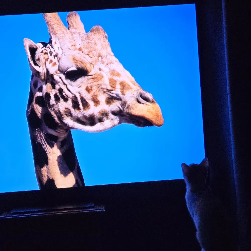 tachimine.bsky.social's profile picture