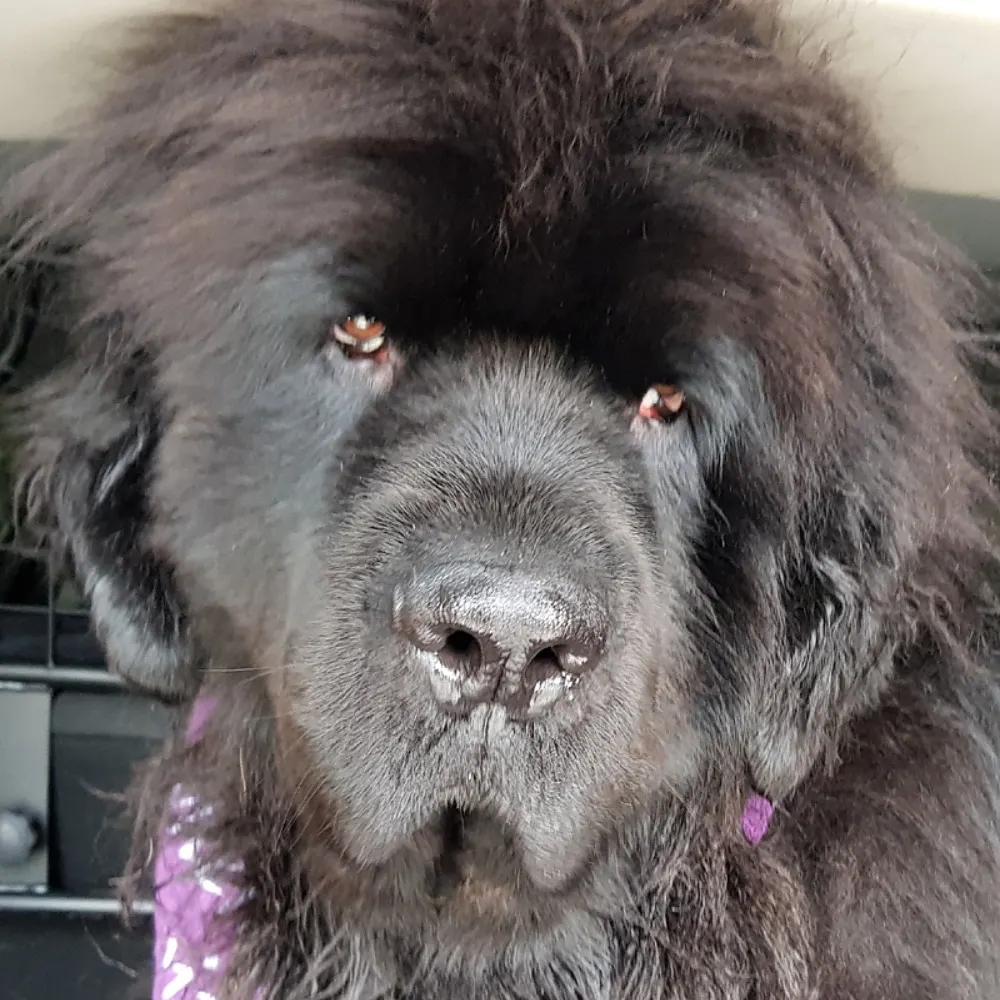 supergoofnz.bsky.social's profile picture