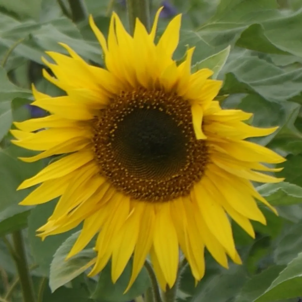 tarbonam.bsky.social's profile picture