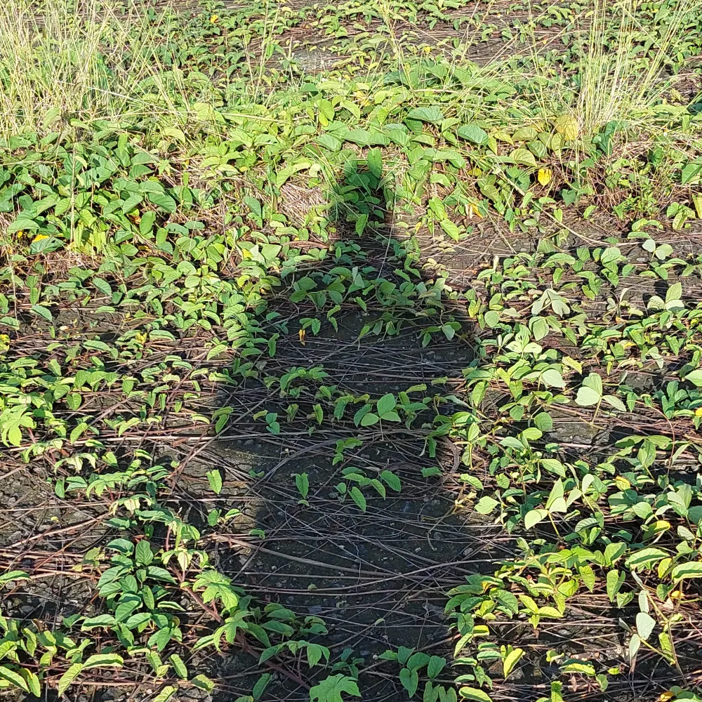 mukrifachri.bsky.social's profile picture