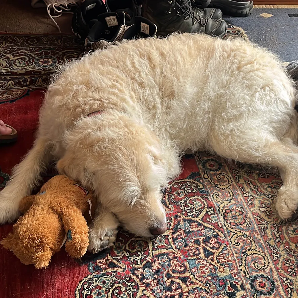 battlscarredbear.bsky.social's profile picture