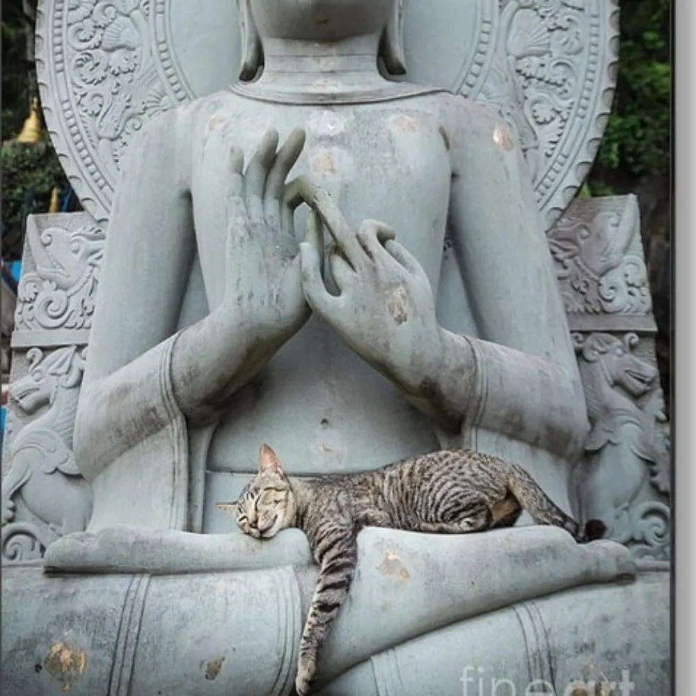 beaniedabuddha.bsky.social's profile picture